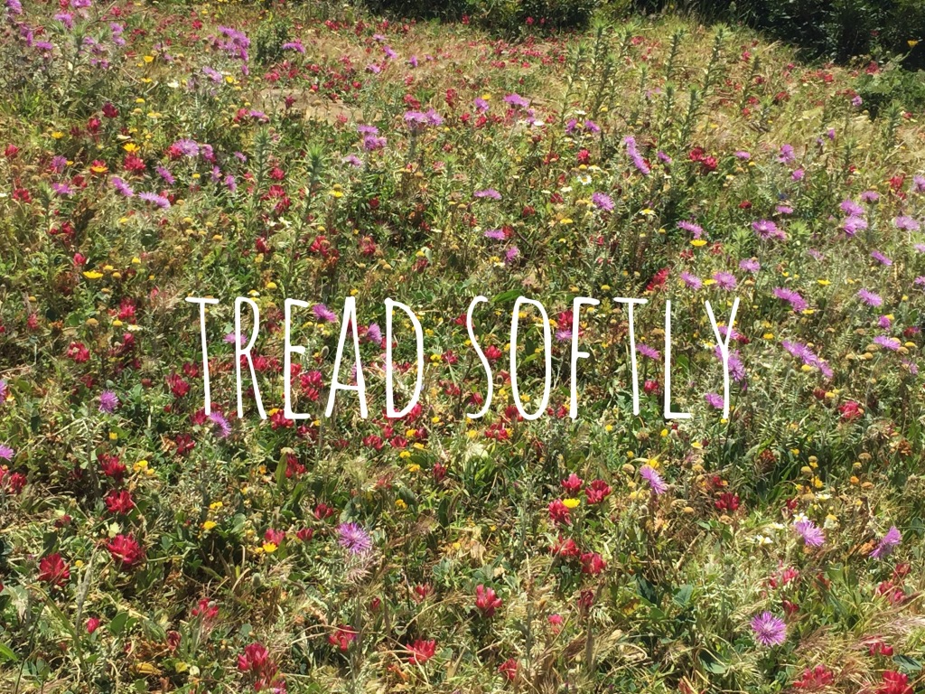 Tread softly - wild flowers